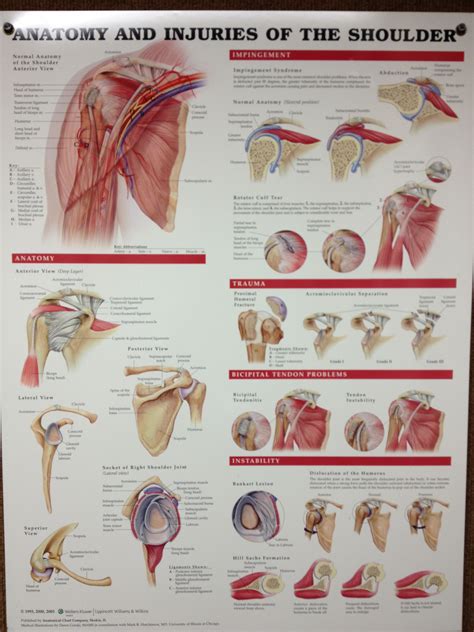Shoulder Anatomy Shoulder Anatomy Muscle Anatomy Anatomy