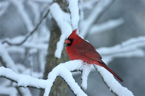38 Red Bird In Snow Wallpaper