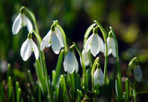 Snowdrop Wallpapers Hd Backgrounds