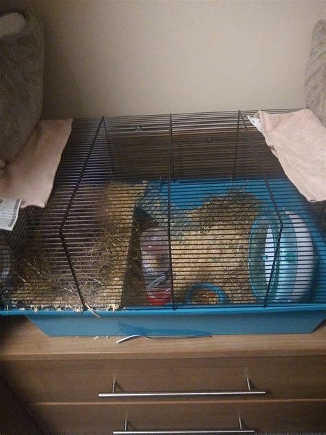 First Time Hamster Owner Cage For A Syrian He Has A Bed And Willow