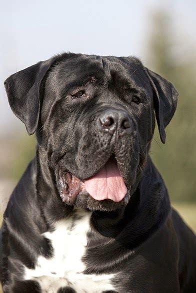 Maybe you would like to learn more about one of these? Lovely Pet's ༻: Top 5 Most Of Protective Dog Breeds