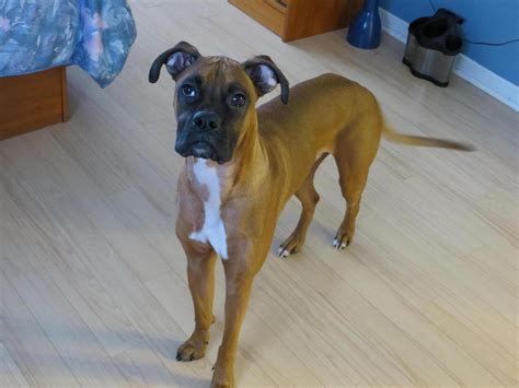 My Boxer Boxer Forum Boxer Breed Dog Forums