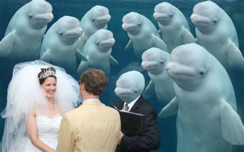 Beluga Whale Attends Wedding Sparks Photoshop Battle 40 Pics