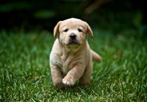 The labrador has two growth stages, puppy and adult. Cute Labrador Retriever Puppies For Sale Near Me ...
