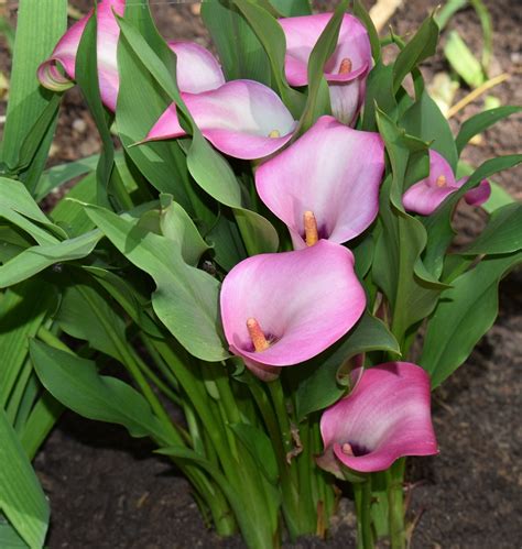Calla Lily Flowers Turning Green Best Flower Site