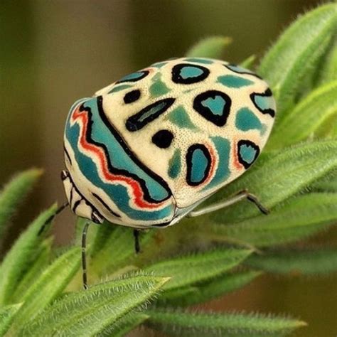 Beautiful African Bug Looks Like A Picasso Painting Beetle Insect