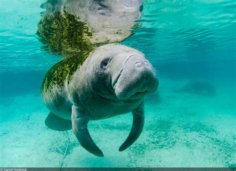 The Manatees Of Crystal River