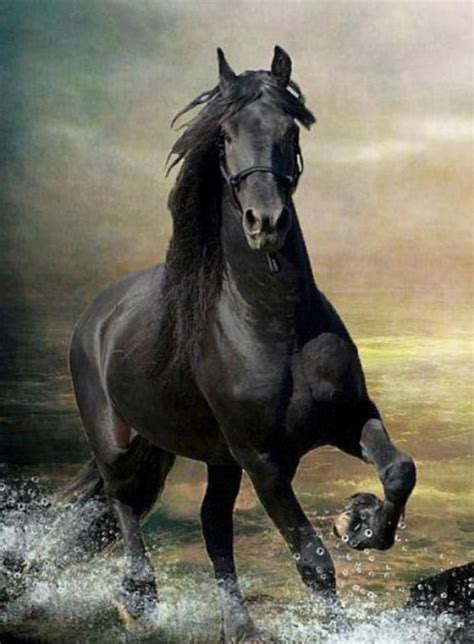 Pin By Javeed Wahedna On Horses Horses Black Horses Fantasy Horses