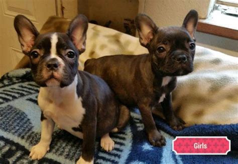 French bulldog · fresno, ca. Boston Terrier / french bulldog puppies ( 9 weeks old ...