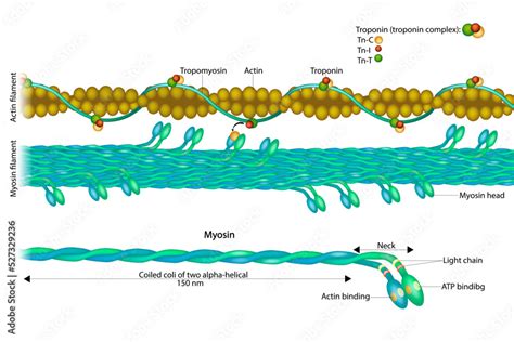 Grafika Wektorowa Stock Actin Filament And Myosin Filament Structure Myosin Muscle Actin