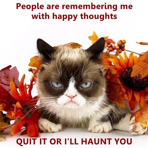 Lolcats Grumpy Cat Lol At Funny Cat Memes Funny Cat