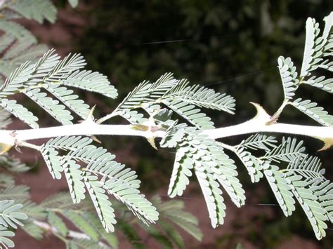 West African Plants A Photo Guide Acacia Senegal L Willd