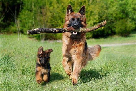 Fascinating Facts About German Shepherds New Approach Canine Training