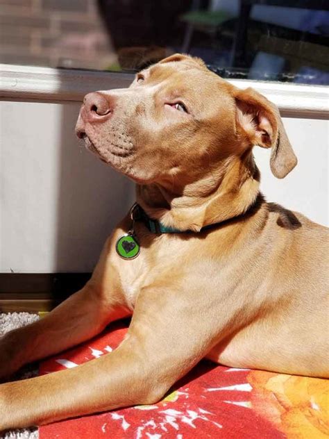 Red Nose Pitbull Facts 30 Things You Never Knew About Them