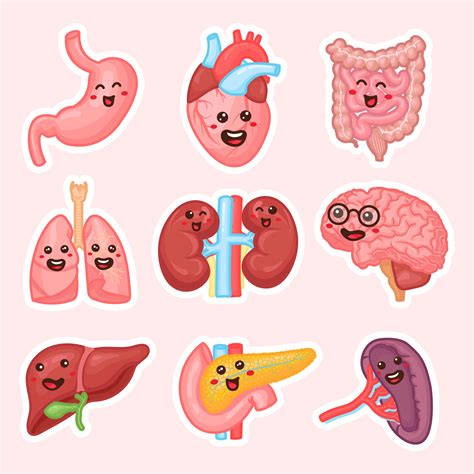 Human Internal Organs Patches Design Funny Human Body Organs Stickers