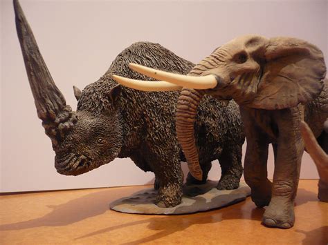 The skull of the elasmotherium sibiricum was found in kazakhstan and has altered the viewpoint of paeleontologists on when this bizarre creature last roamed the earth. elasmotherium y elefante africano