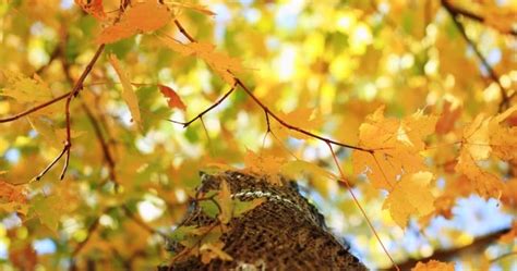 3 Most Common Types Of Maple Trees In Nova Scotia Progardentips