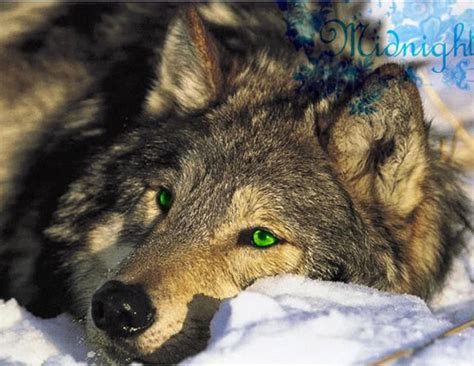 Dark Brown Wolf With Green Eyes