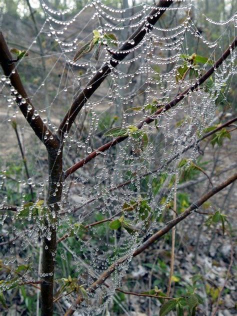When Trees And Spiders Collide Cool Pictures Cobweb Scenery