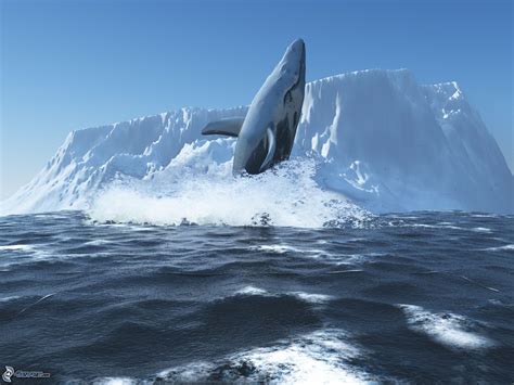 Velryba Antarktída Whale Animal Planet Animals Beautiful