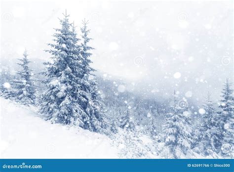 Spruce Tree Foggy Forest Covered By Snow In Winter Landscape Stock