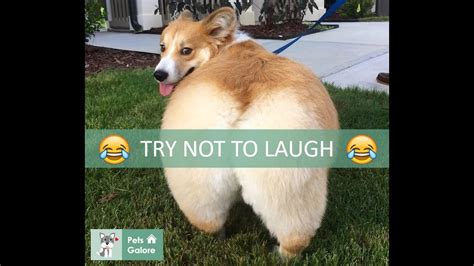 New Try Not To Laugh Challenge 🐶 ️️ Funny Dogs Compilation