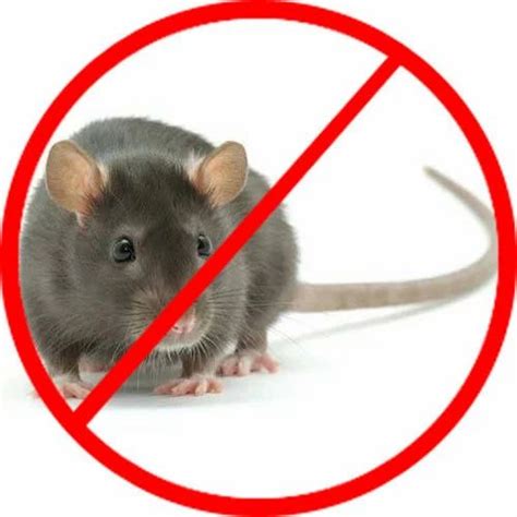 Rat Control Service Rodent Control In India