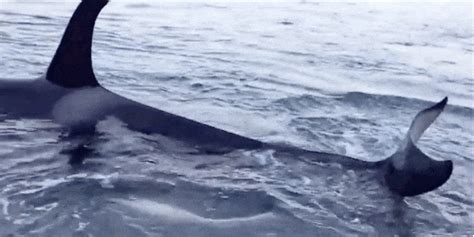 Wild Orcas Swim To Shore In Pursuit Of Good Massage