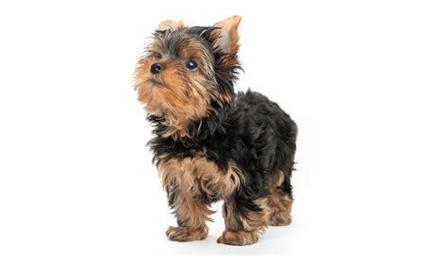 20 Yorkie Mixed Breeds Characteristics And Detailed Information