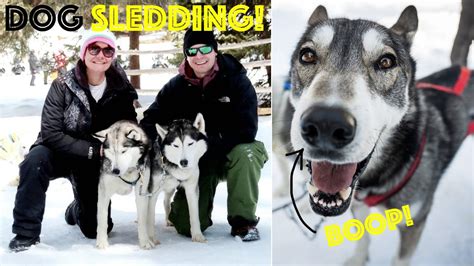 Dog Sledding In Breckenridge Colorado With Good Times Adventures