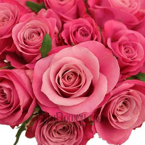 Berry Bubblegum Sweetheart Roses Standard Roses
