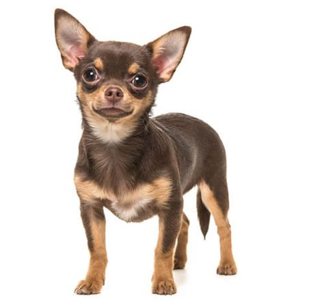 Chihuahua Smooth Coat Dog Breed Facts And Traits Purina
