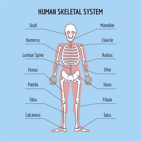 Human Skeleton Parts And Functions Free Printable Worksheet