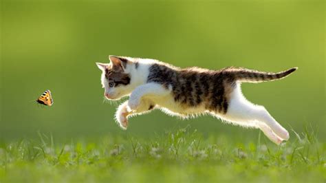 Download Jumping Cute Cat Hd Wallpaper