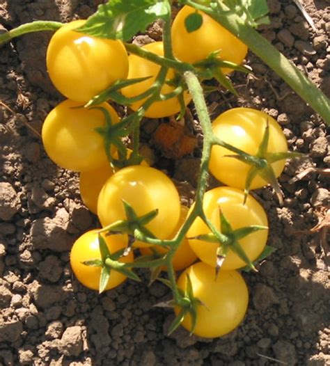 Cherry Tomato Yellow Seeds Plantshopme