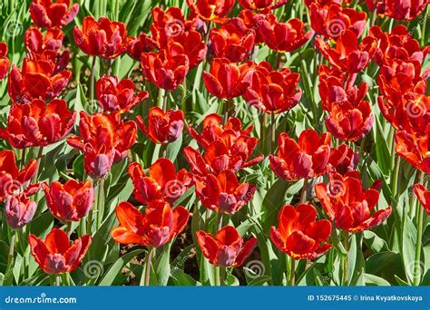 Beautiful Red Tulips Blossoming In The Garden In Spring Bright Spring