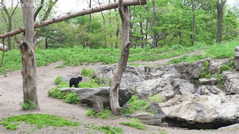 Meet The Newest Andean Bear Cub At Queens Zoo