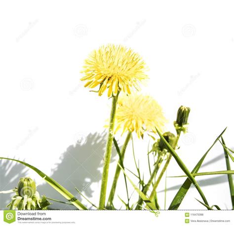 A Dandelion Bush On A White Background Stock Photo Image