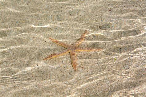 Starfish In Shallow Water Stock Image Image Of Refraction 54682631