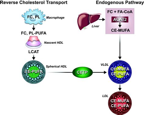 Ldl Cholesteryl Oleate Arteriosclerosis Thrombosis And Vascular Biology