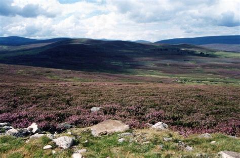 Heather On The Scottish Moors En Route To Tain From Edinbu Flickr