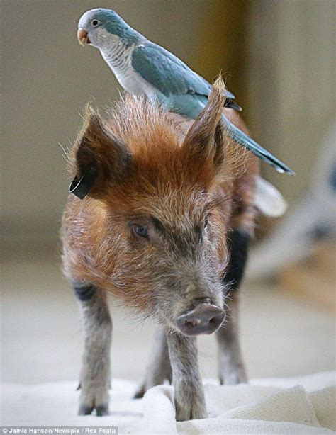 The Curious Case Of The Pig And The Parrot Unlikely Couple Become The
