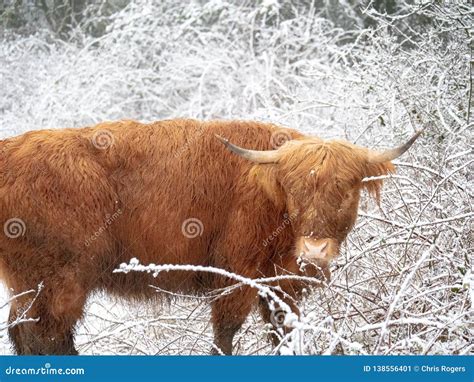 Snowy Highland Cow In A Field Stock Image Image Of Beautiful