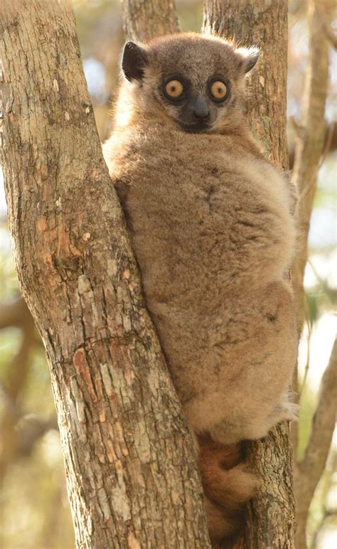 Hubbards Zombitse Sportive Lemur Bursar103 Flickr