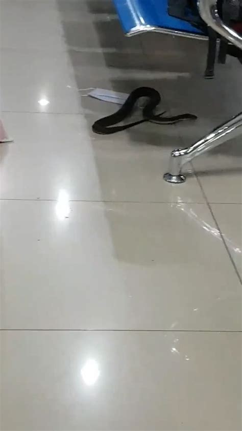 Terrified Passengers Jump For Cover As A Snake Slithers Through Airport