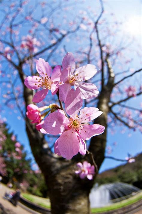 Cherry Blossom Stock Image Image Of Flower Yangmingshan 35728241