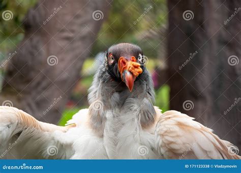 King Vulture On A Close Up Shot Stock Photo Image Of Glide Black
