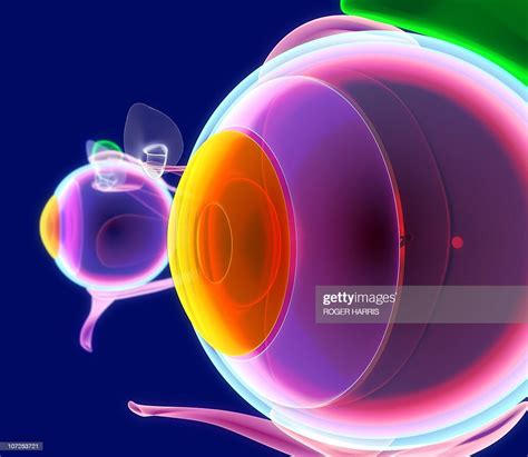Human Eye Anatomy Artwork High Res Vector Graphic Getty Images
