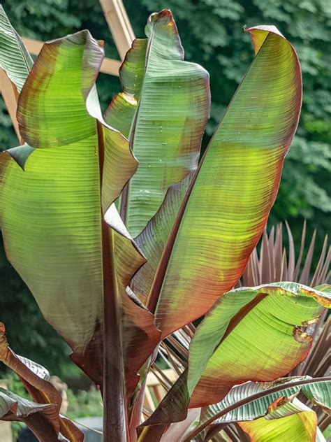 Red Leaf Abyssinian Banana Tree Ensete Ventricosum Urban Tropicals