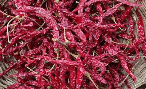 5531 Syngenta Dry Red Chilli At Rs 195kg Bengaluru Id 2852133689730